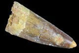 Spinosaurus Tooth - Real Dinosaur Tooth #83002-1